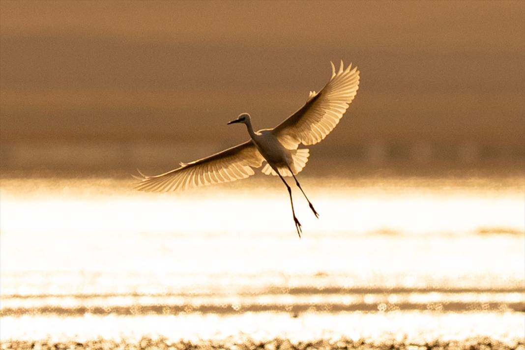 Konya’nın flamingo cenneti! 180 türe ev sahipliği yapıyor, görsel şölen sunuyor 21